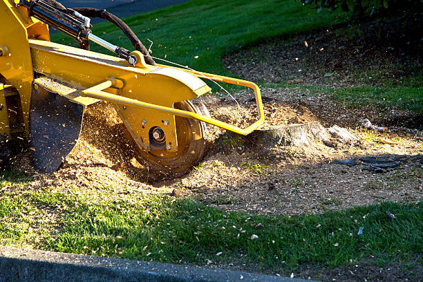 How Our Tree Care Process Works  in  Bull Shoals, AR